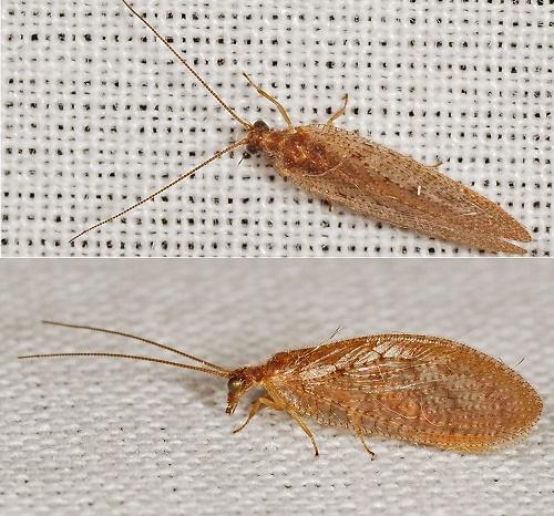 Réf. 311 423 : Hemerobius sp.